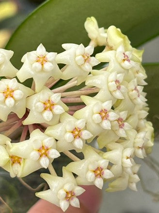 Hoya BP 02 | Welovetropicalplants