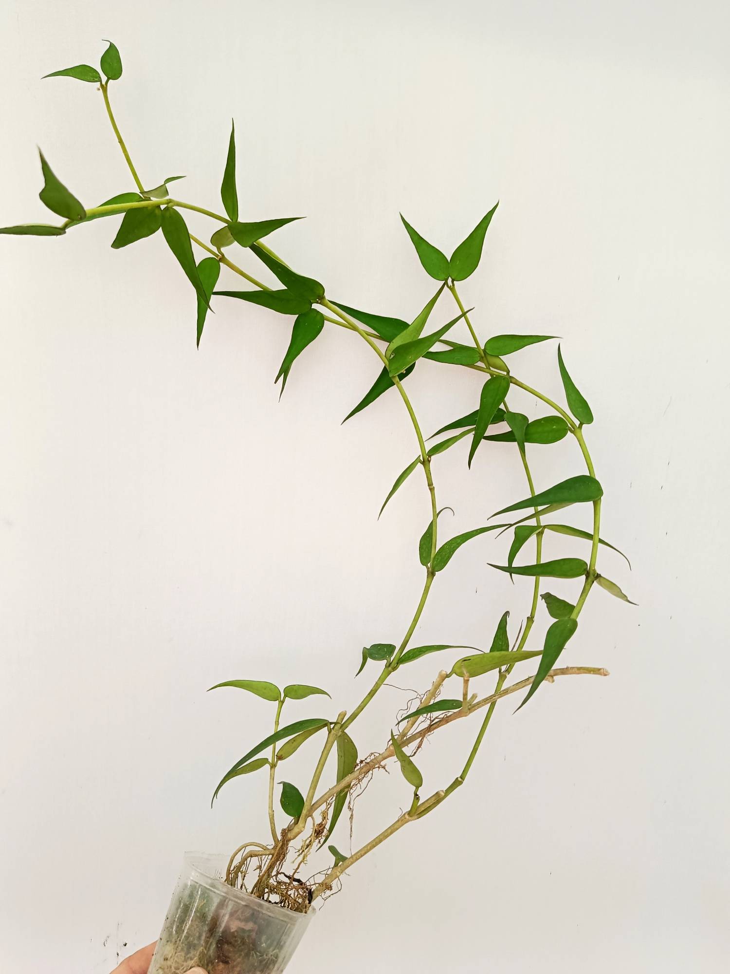 Hoya Burmanica