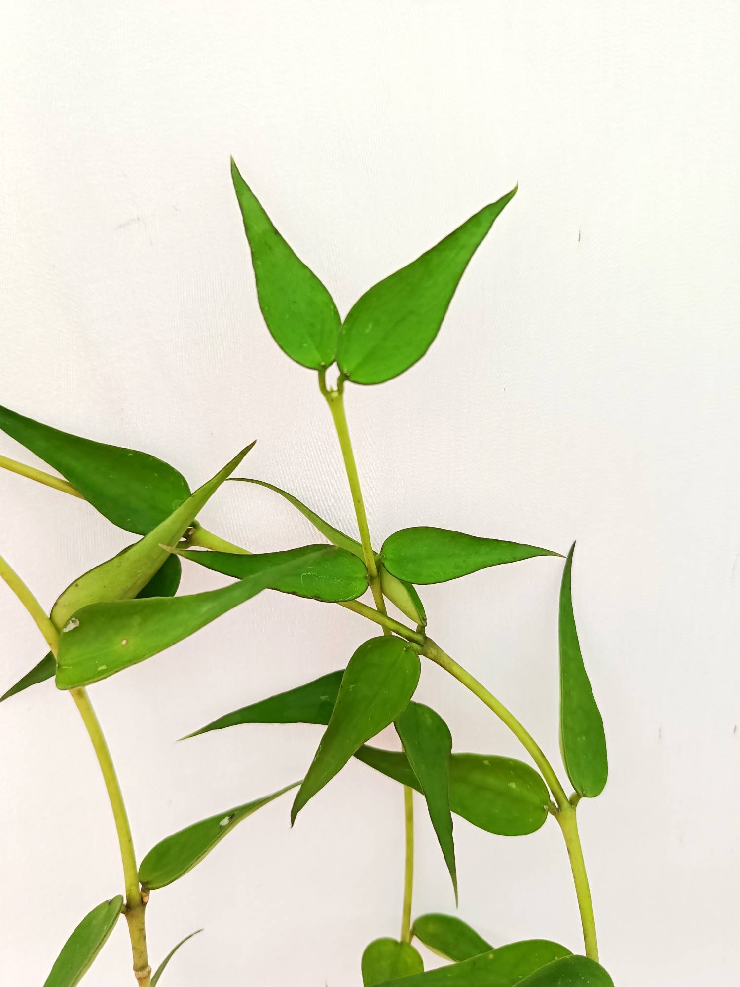 Hoya Burmanica