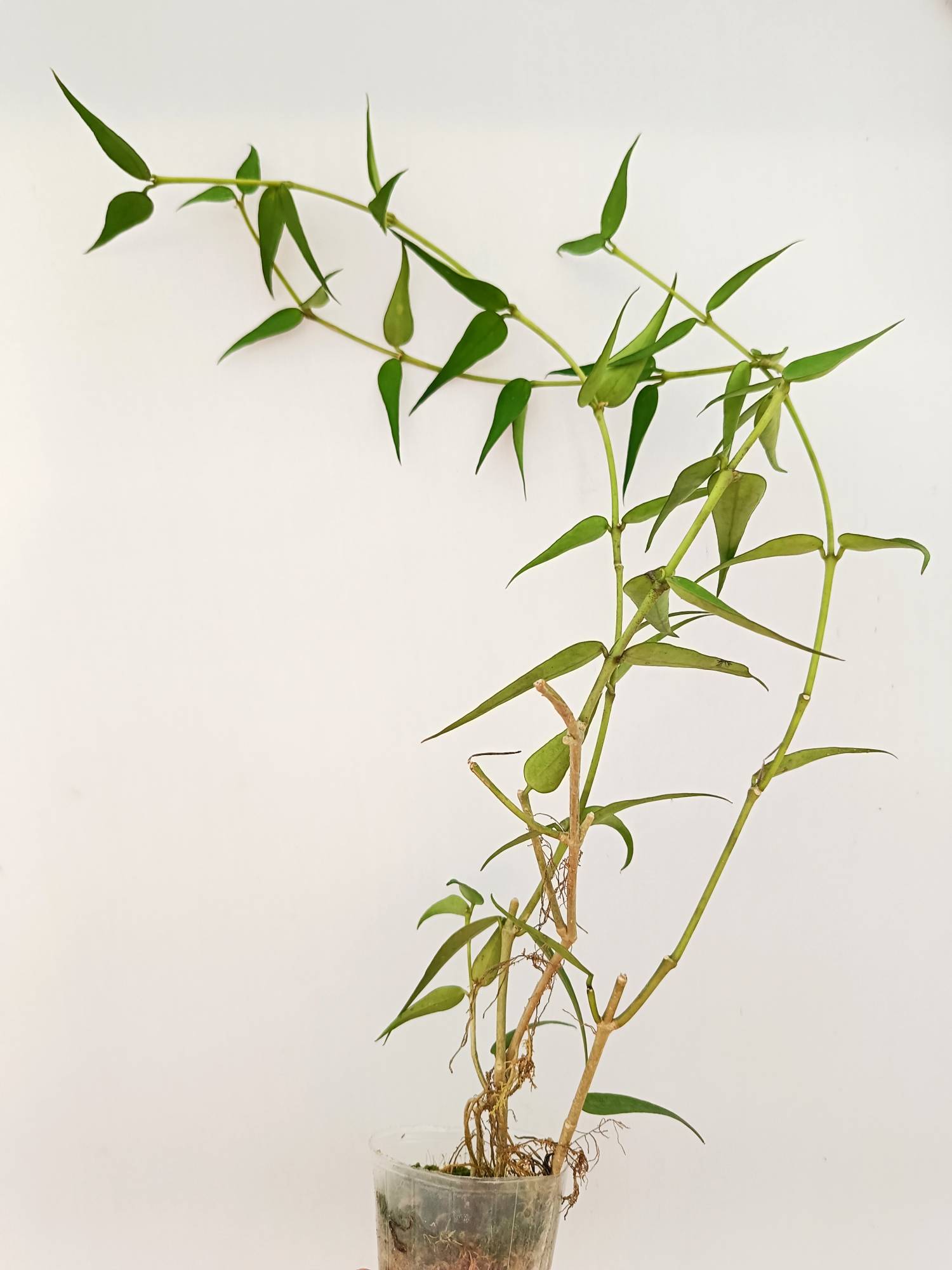Hoya Burmanica