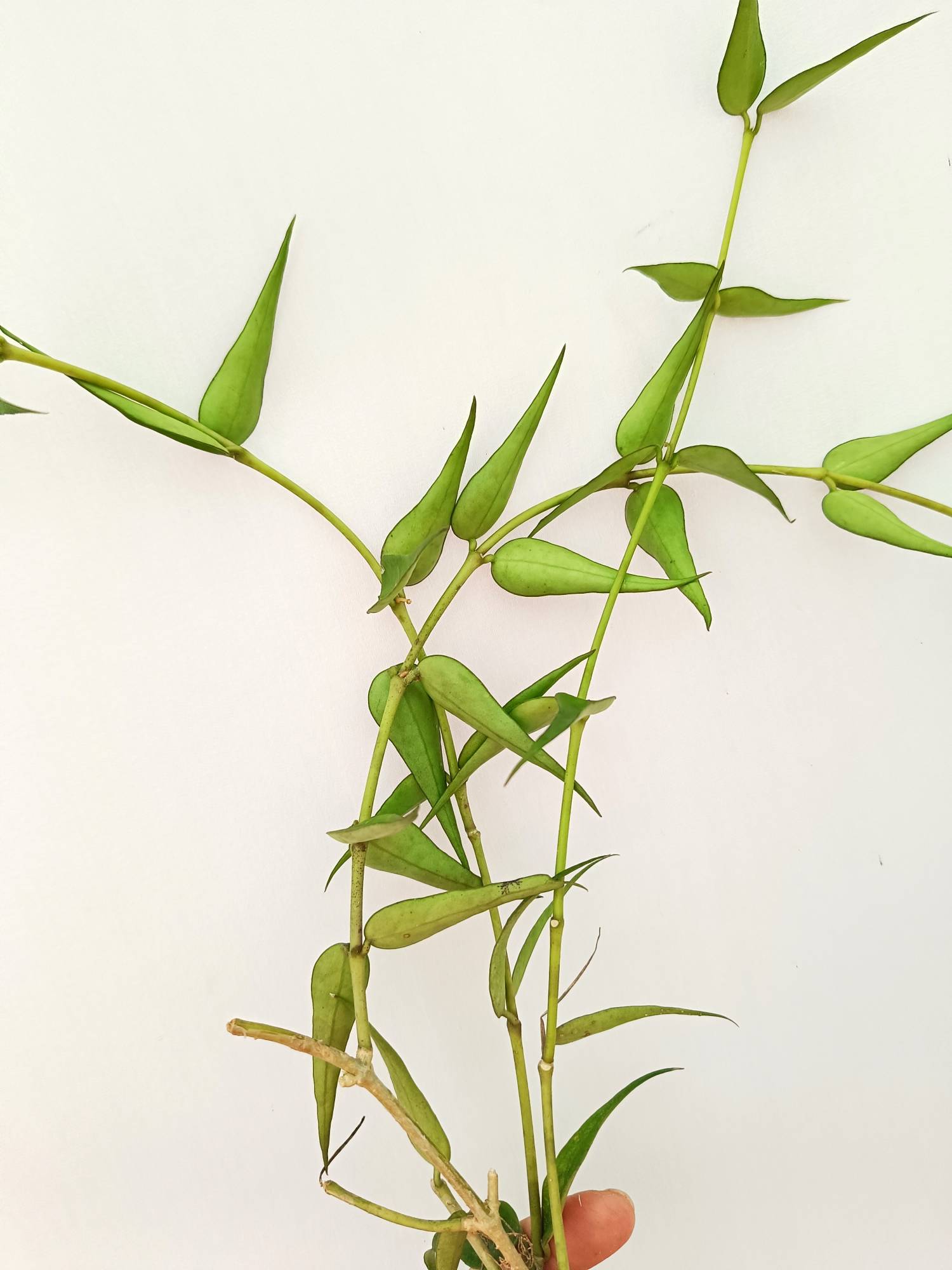 Hoya Burmanica
