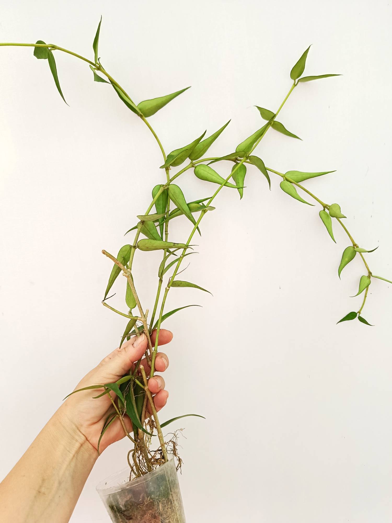 Hoya Burmanica