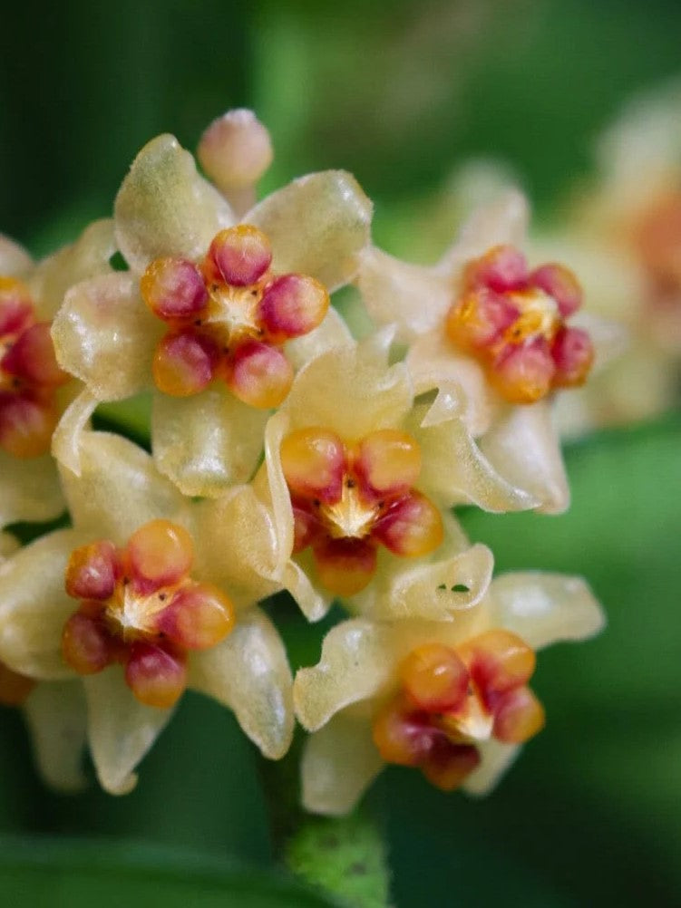 Hoya Burmanica XL