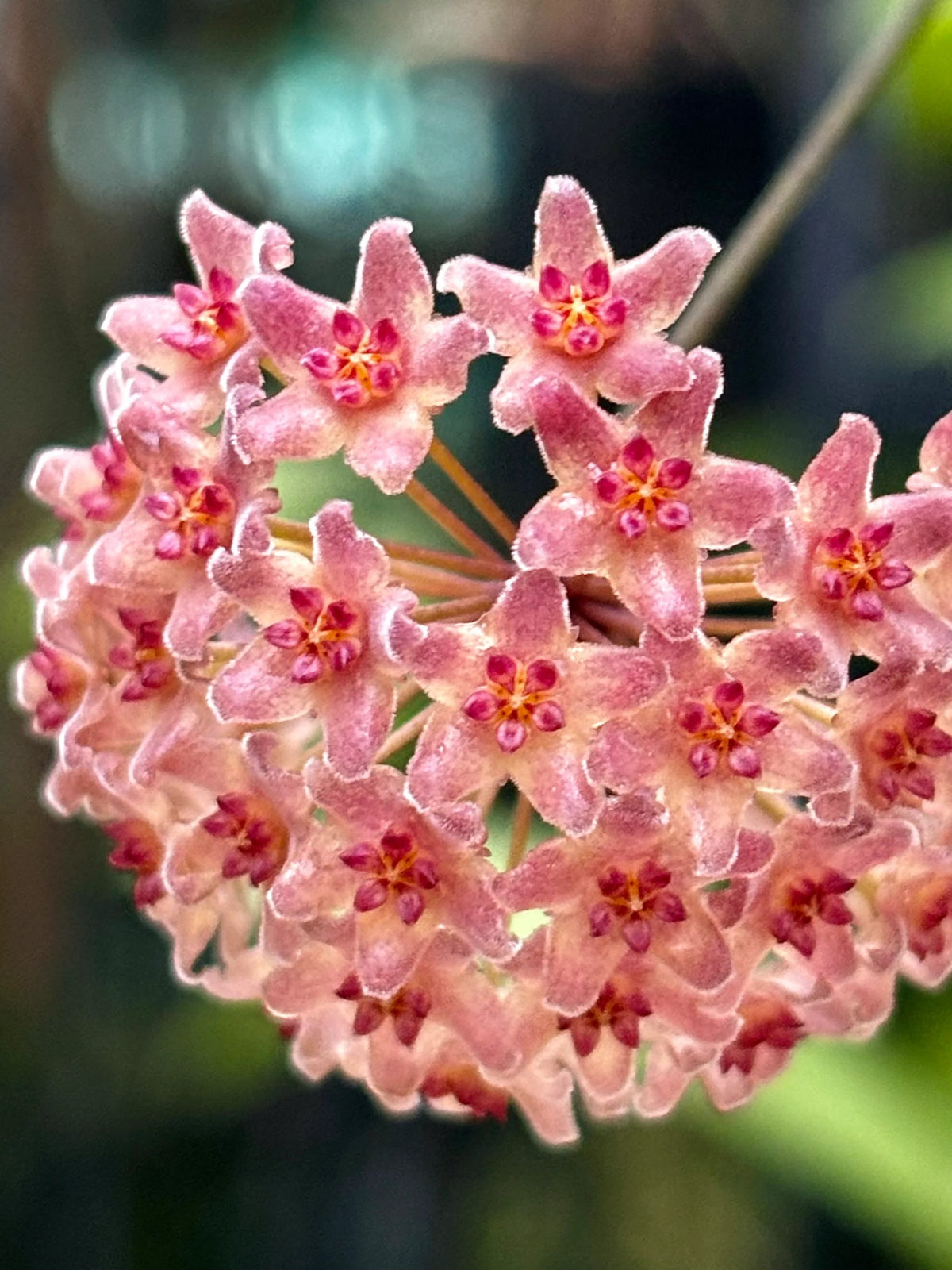 Hoya Camphorifolia flower