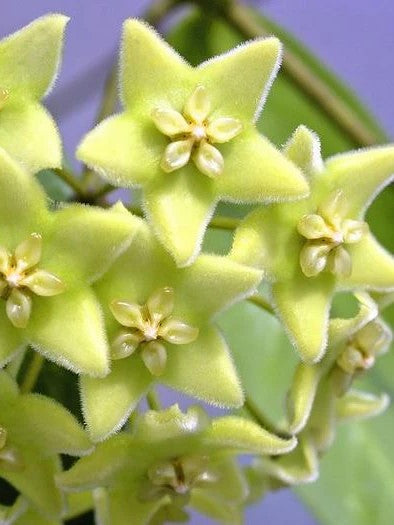 Hoya Chloranta flower