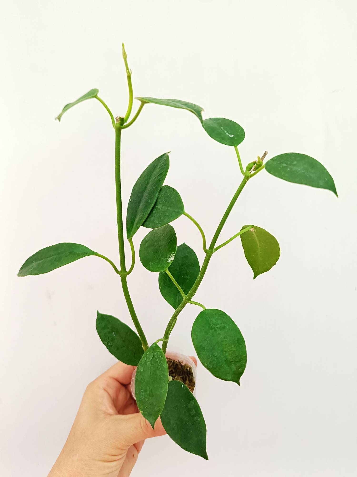 Hoya Coronaria 'All Red'