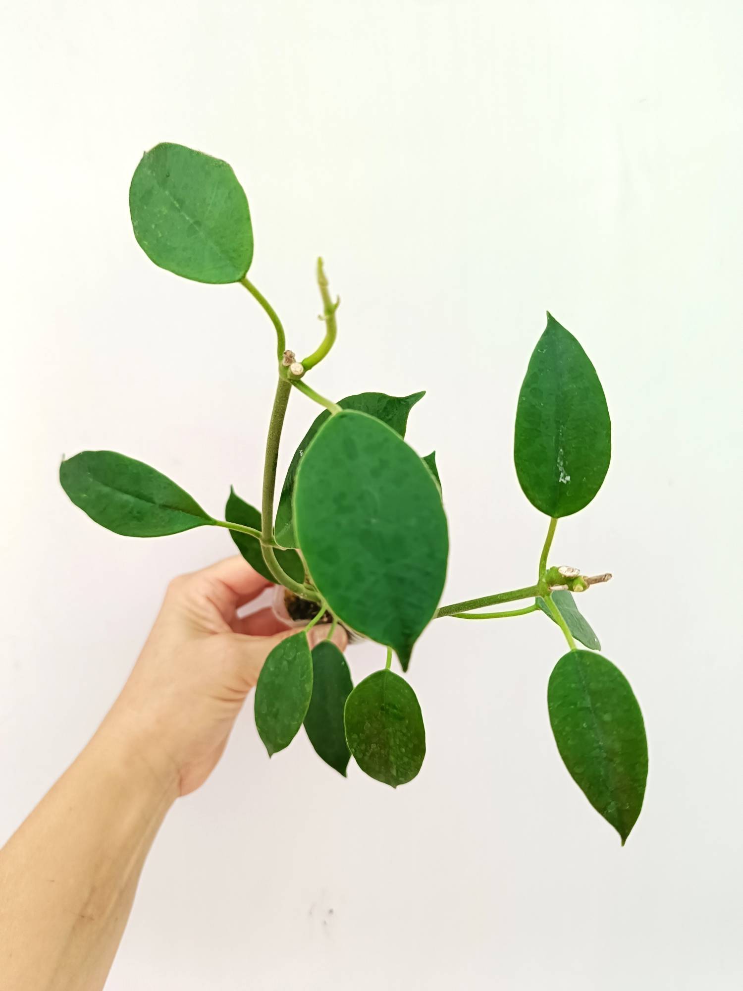 Hoya Coronaria 'All Red'