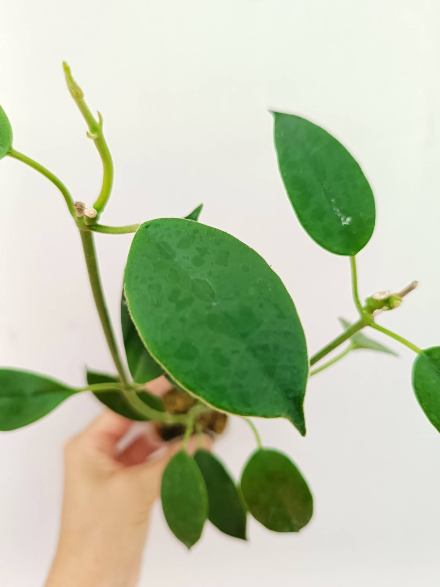 Hoya Coronaria 'All Red'