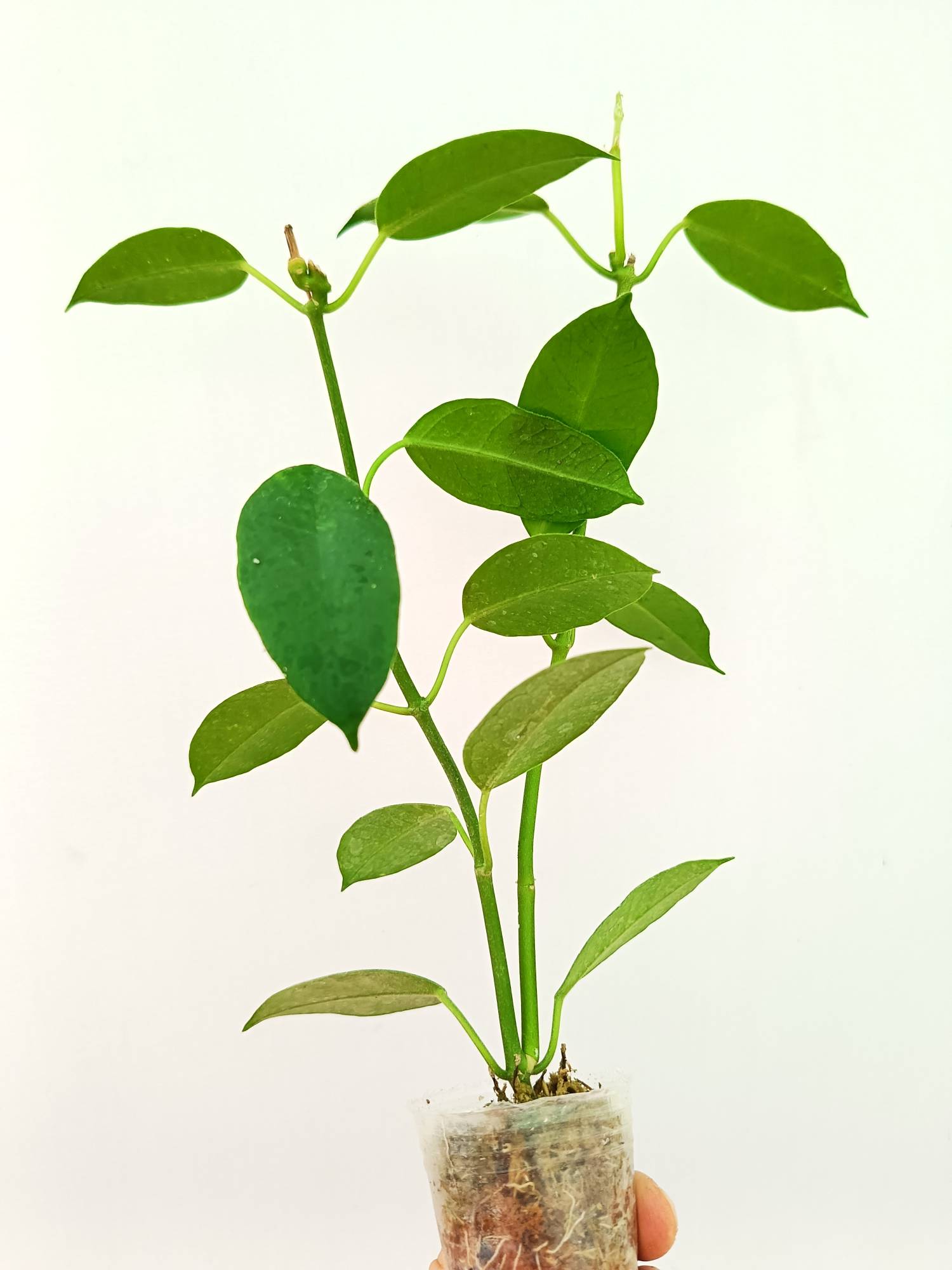 Hoya Coronaria 'All Red'