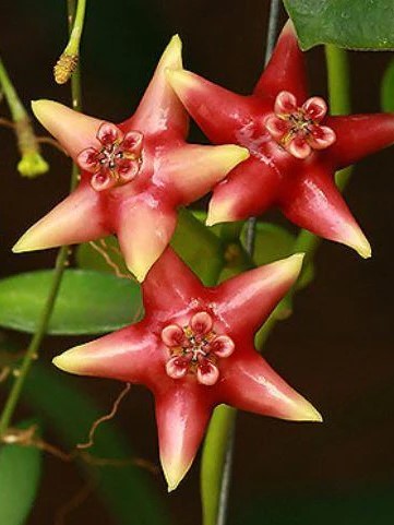 Hoya Coronaria 'All Red' flower
