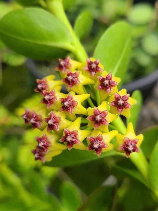 Hoya Cumingiana flower