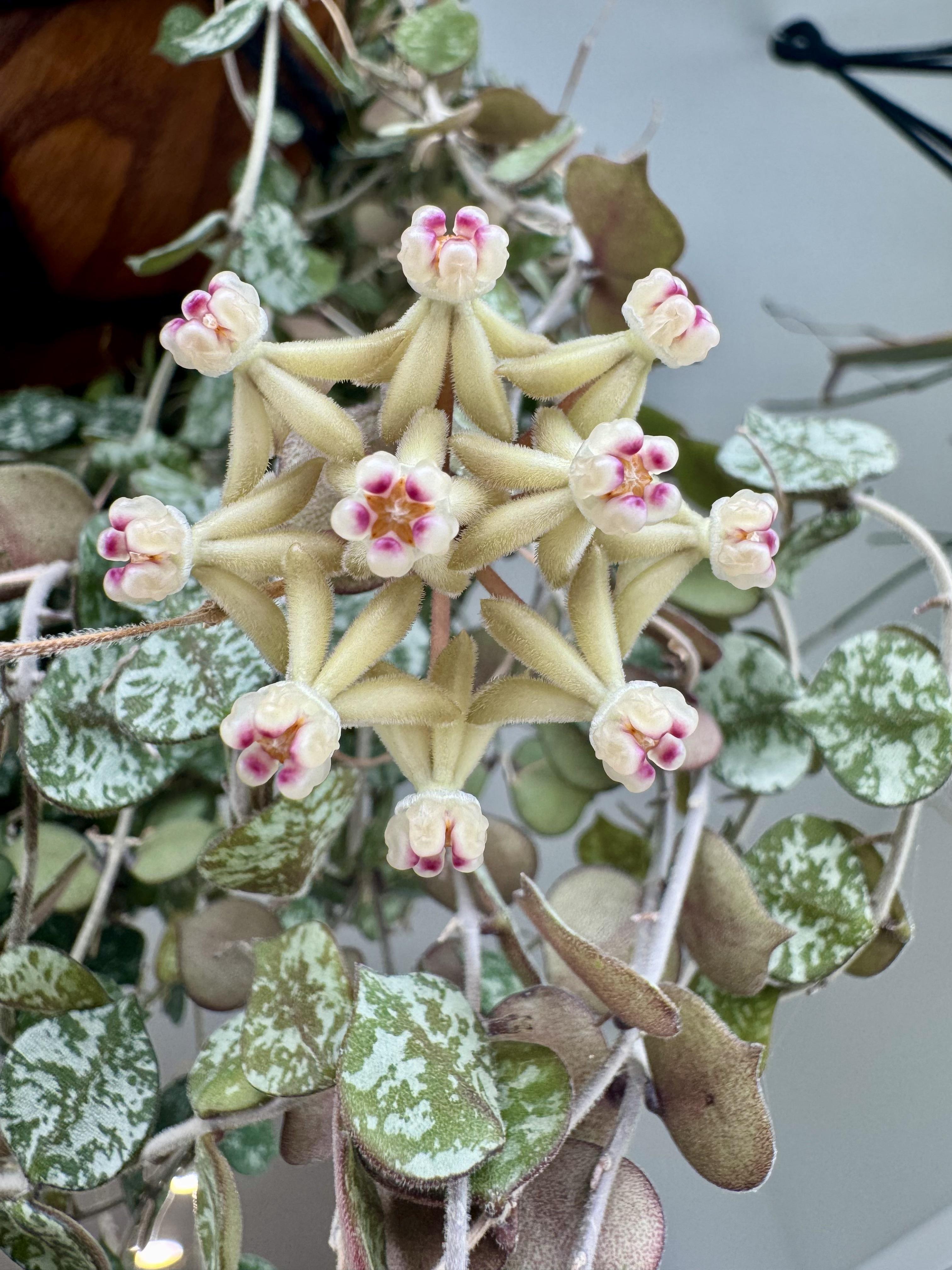 Hoya Curtisii Albomarginata ホヤ カーティシー 斑入りhoya curtisii