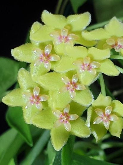 Hoya Diptera flower