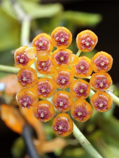 Healthy Hoya Endauensis plant in 6 cm transparent pot with sphagnum substrate