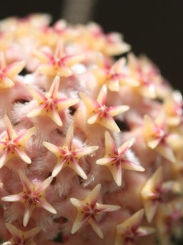 Hoya Eerythrostemma 'ut 048' flower