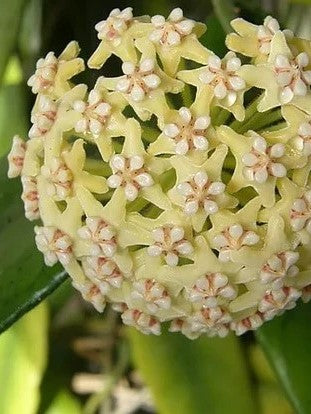Hoya Globulosa flower