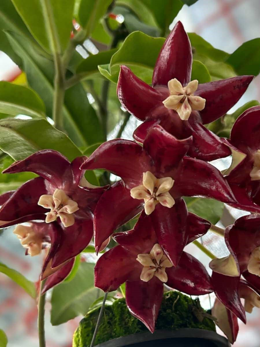 Hoya imperialis 'red'