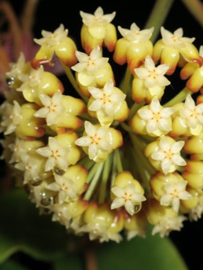 Hoya Incrassata variegata