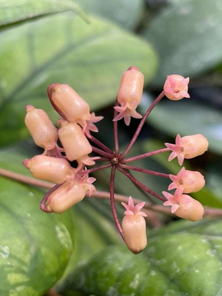 Healthy HOYA INSULARIS plant in transparent 5 cm pot with sphagnum substrate