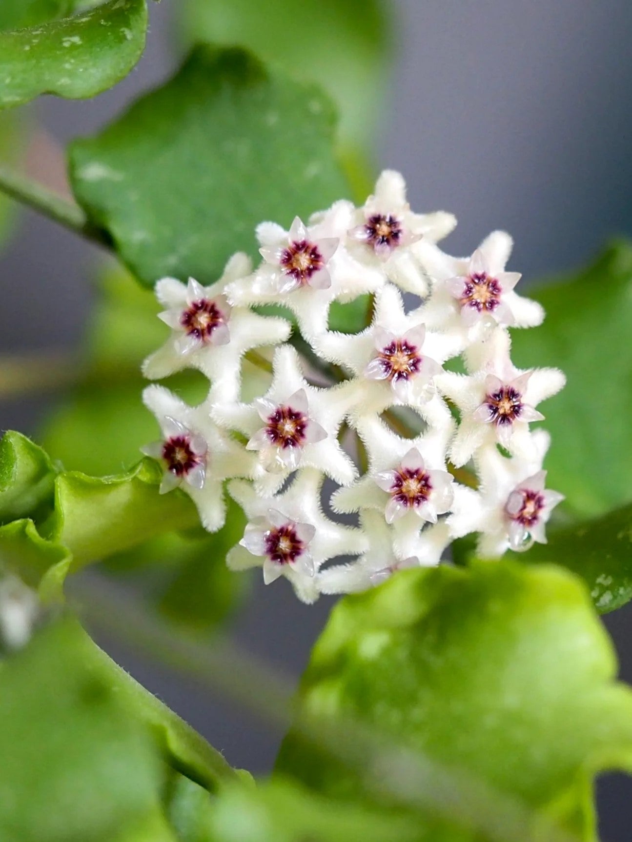 Hoya Kanyakumariana flower