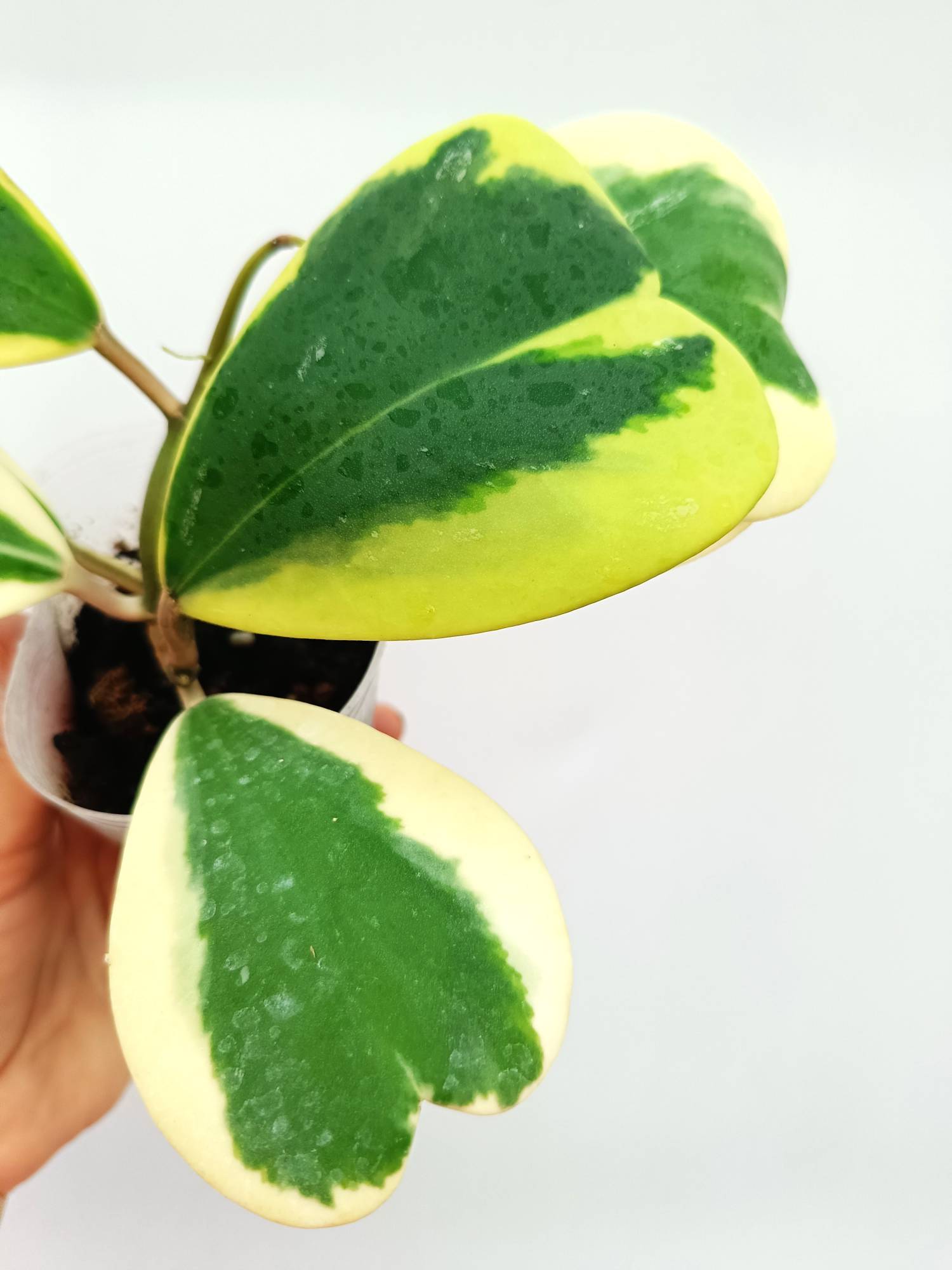 Hoya Kerrii variegata