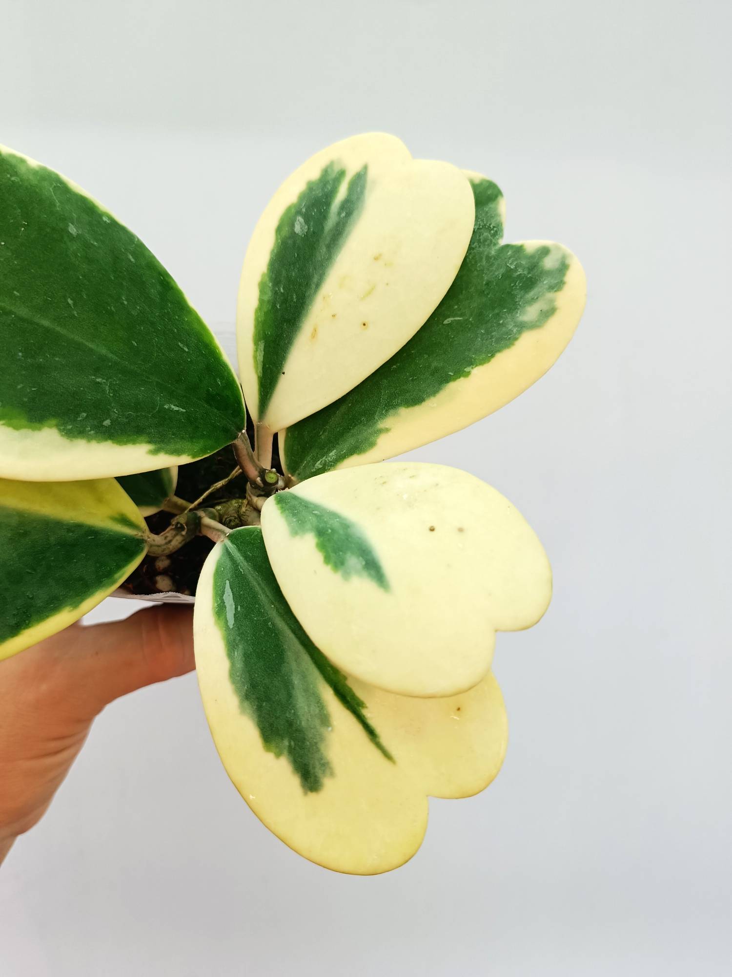 Hoya Kerrii variegata