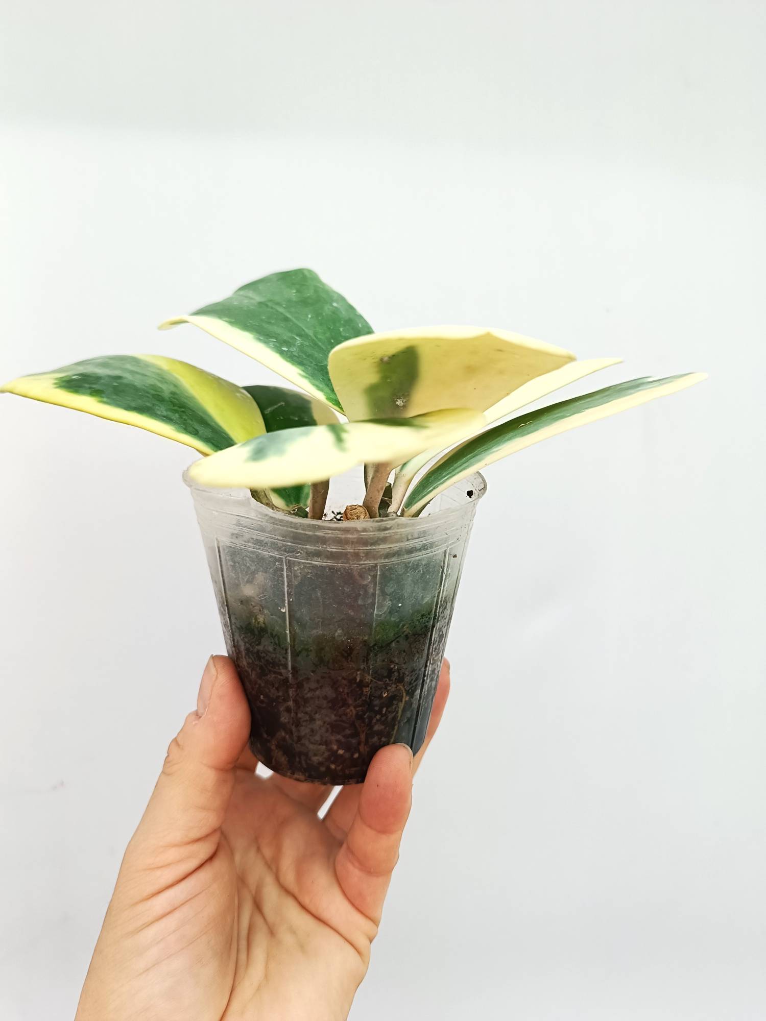 Hoya Kerrii variegata