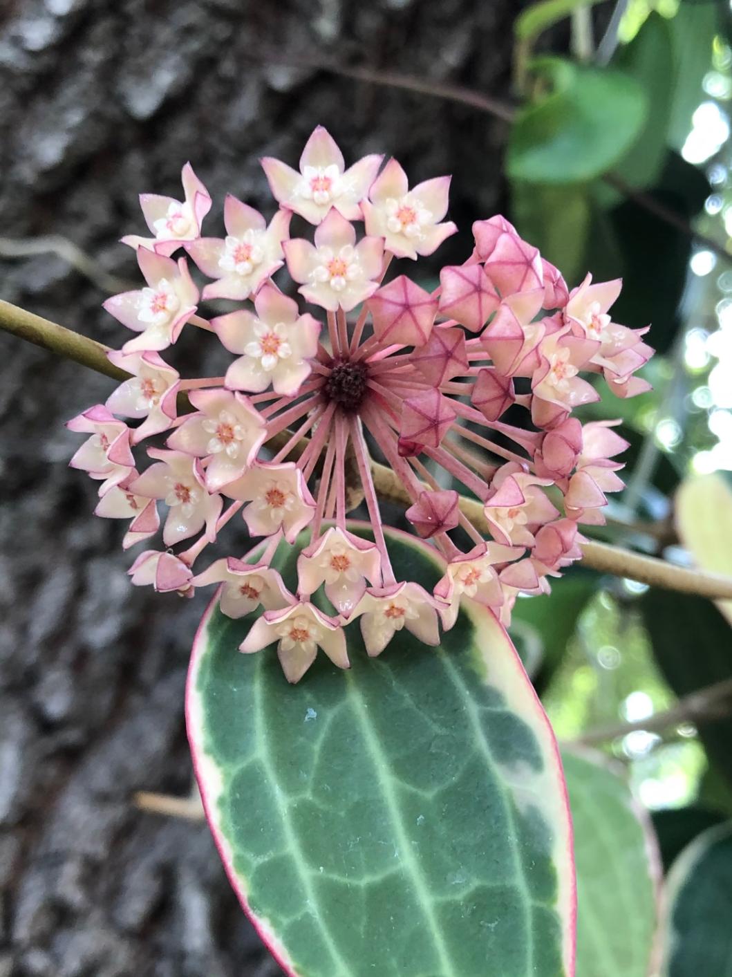 Hoya Macrophylla variegata