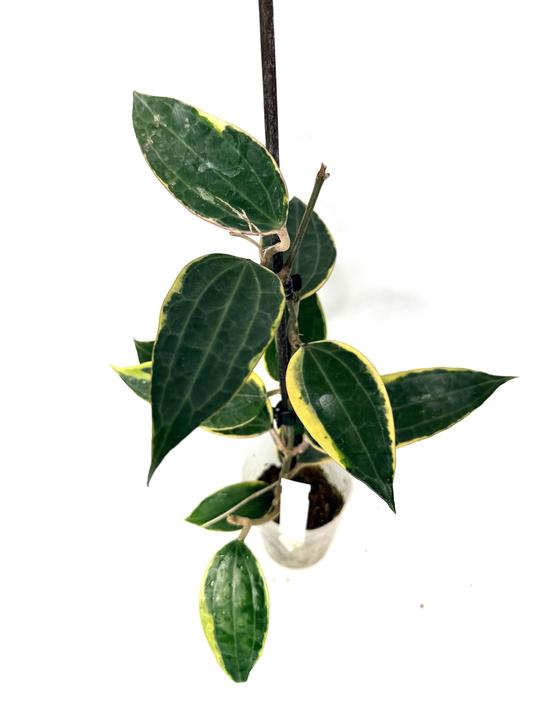 hoya_macrophylla_variegata