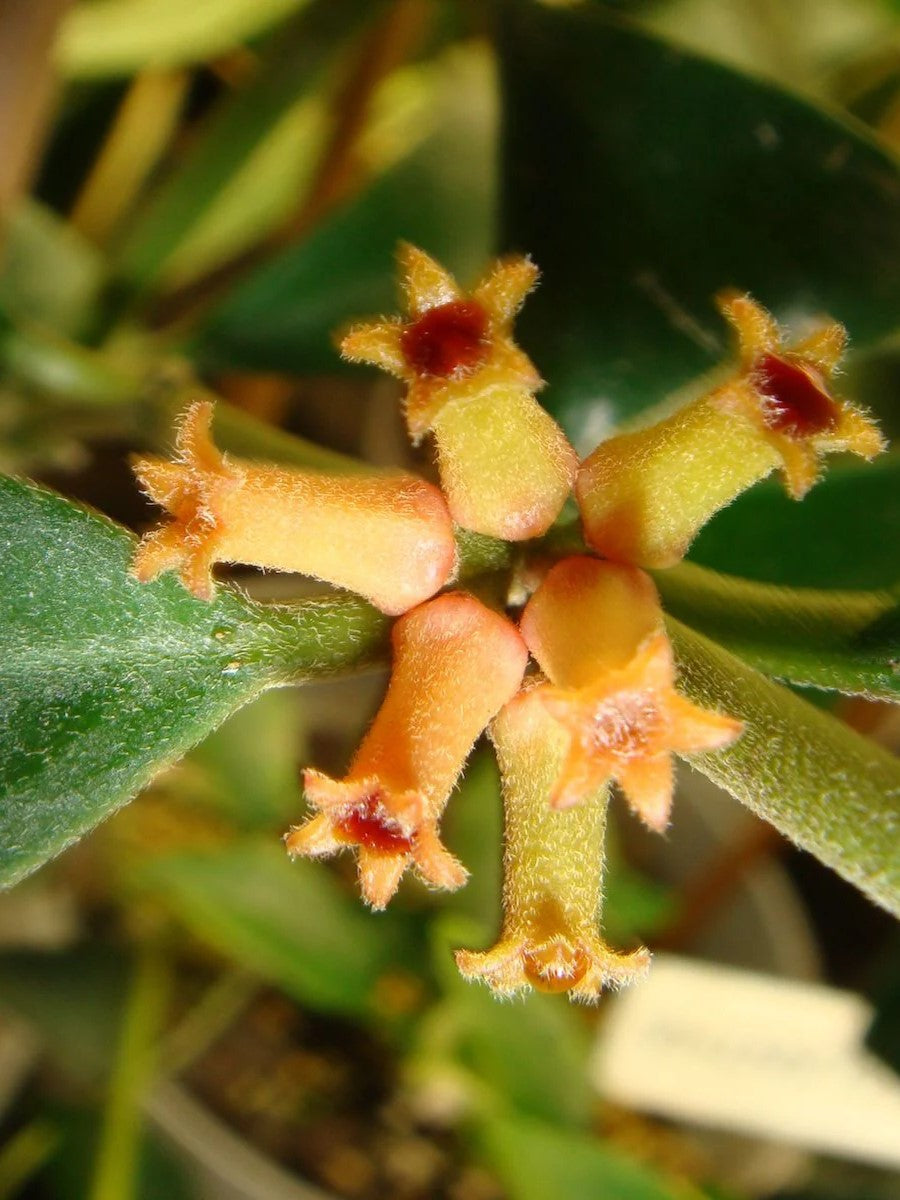 Hoya Manipurensis flower