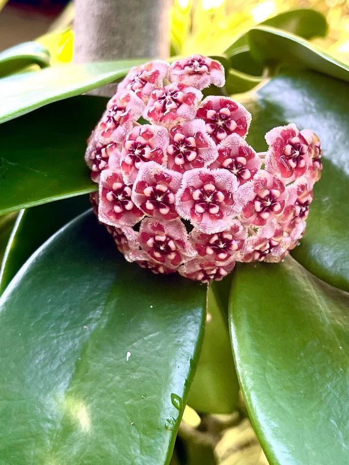Hoya Meliflua flower