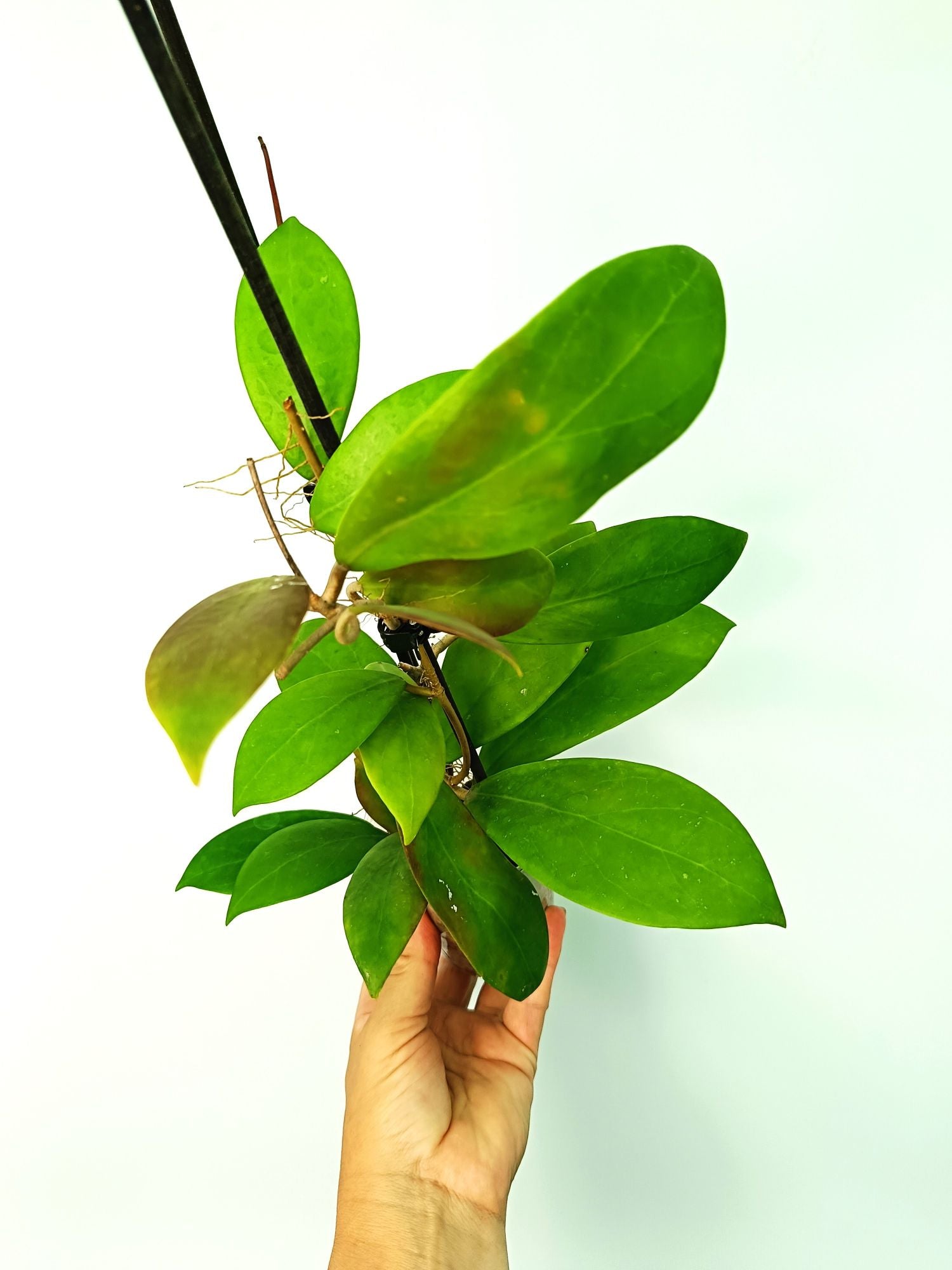 Hoya Mindorensis red