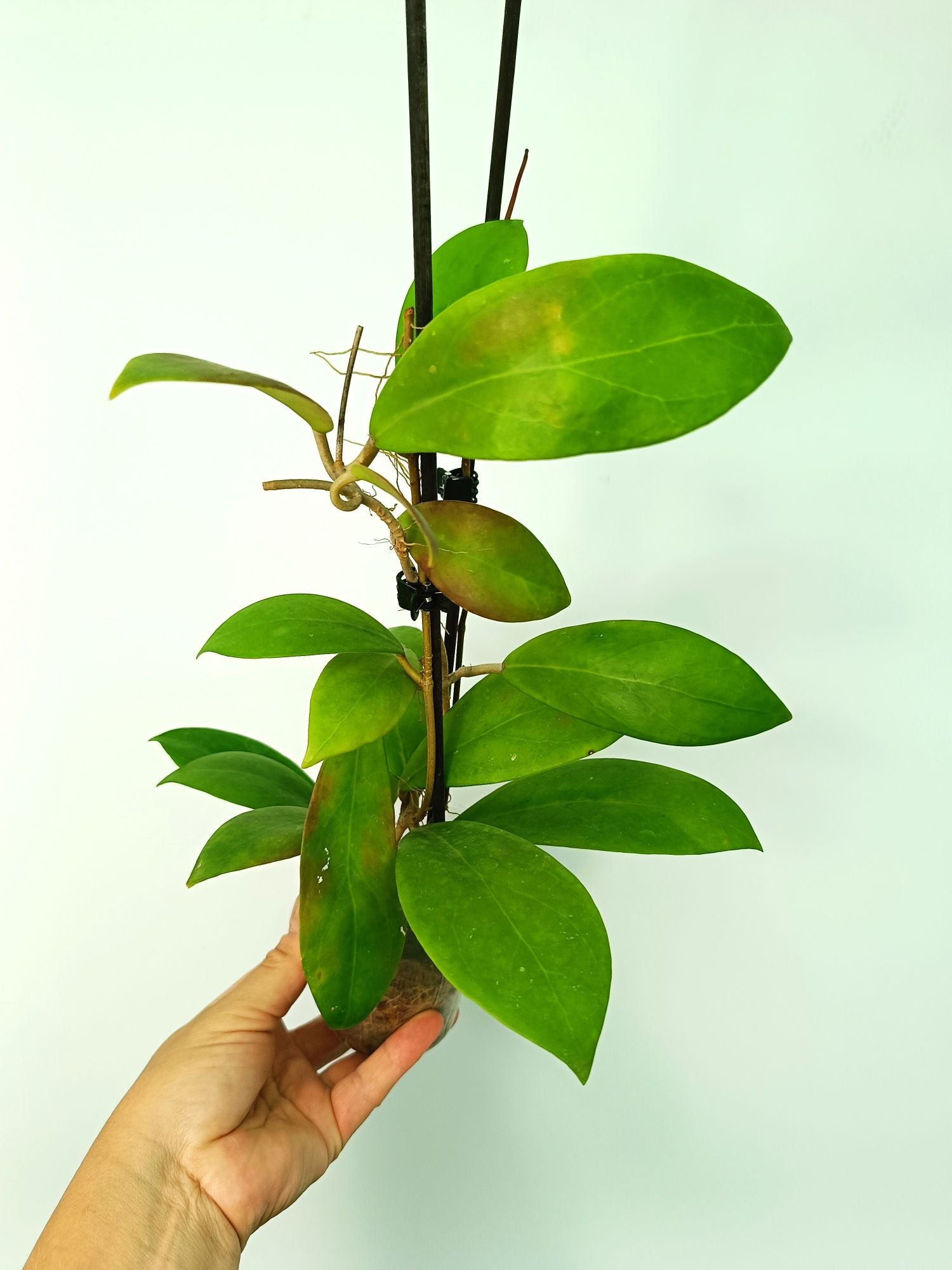 Hoya Mindorensis red