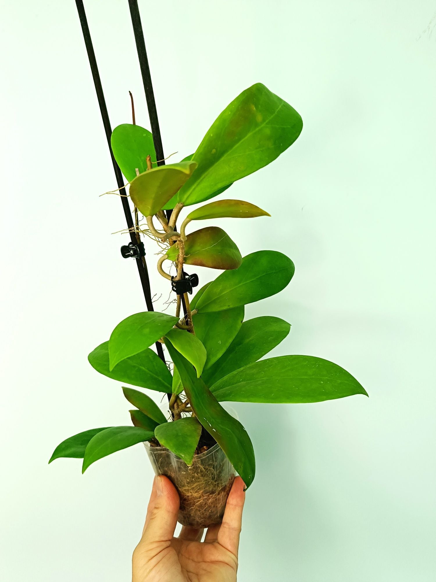 Hoya Mindorensis red