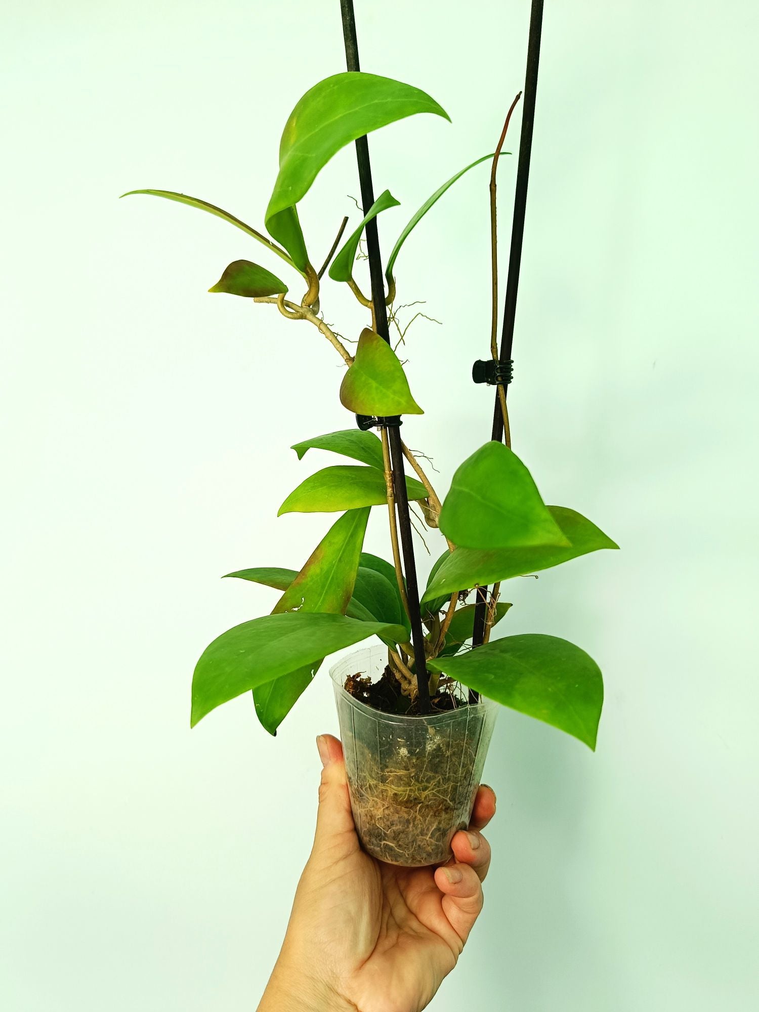 Hoya Mindorensis red