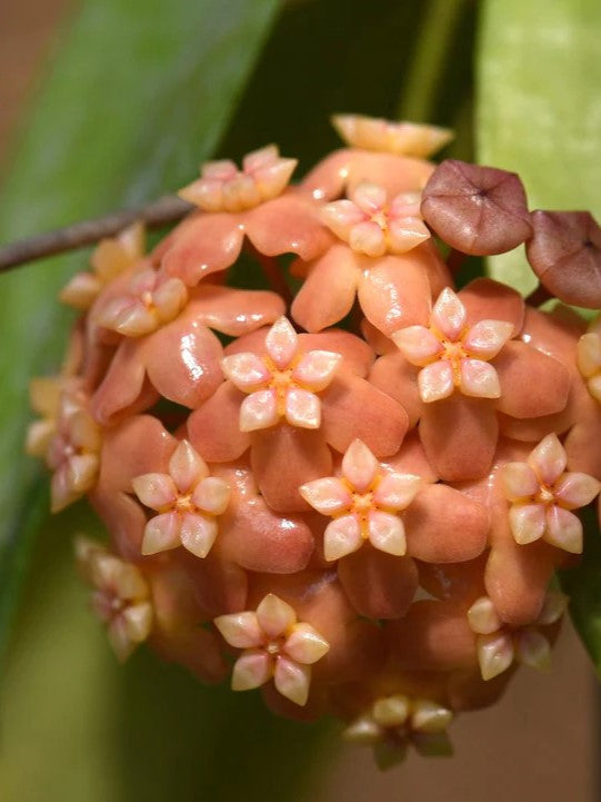 Hoya Neo-ebudica flower