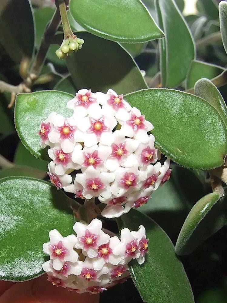 Hoya Nummularioides