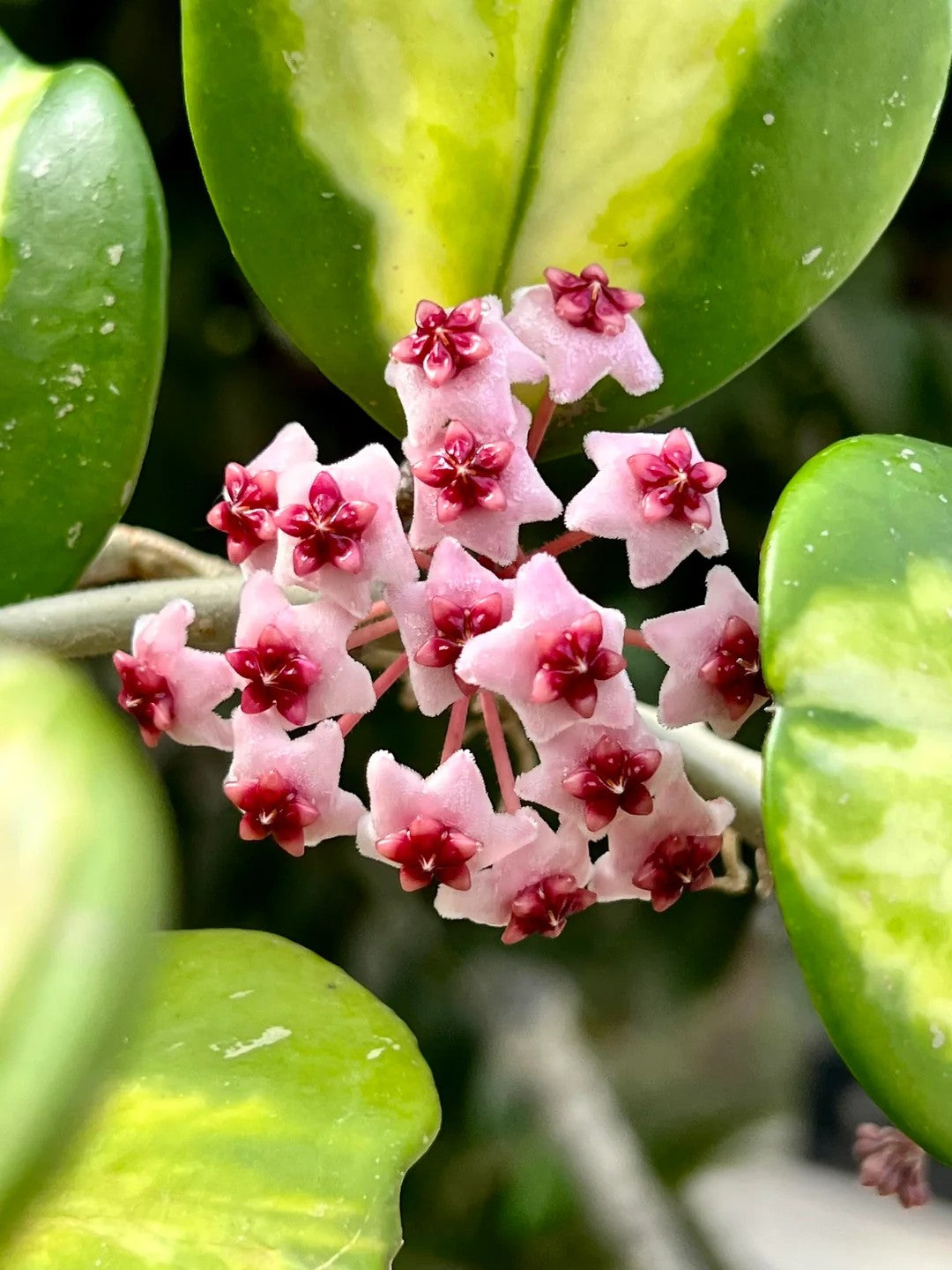 Hoya Obovata variegata flower