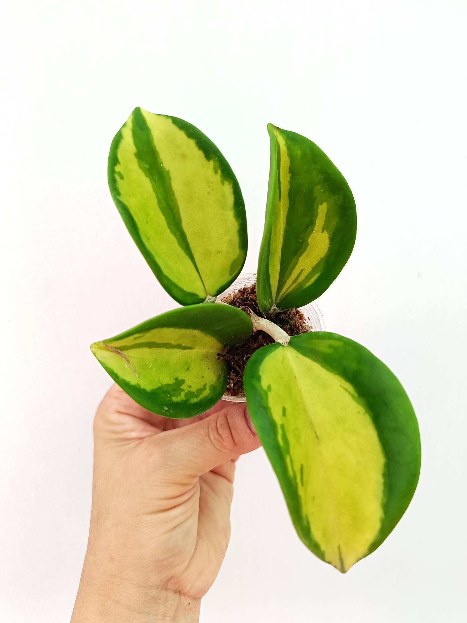 Hoya Pachyclada inner variegation