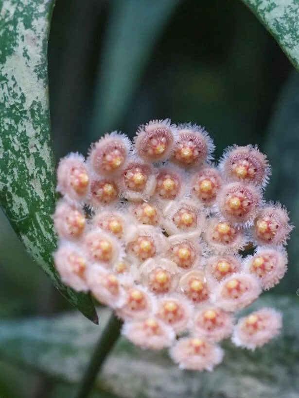 Hoya Parviflora Splash flower