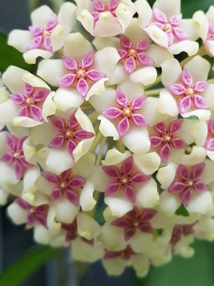 Hoya cv. Patcharawalai flower