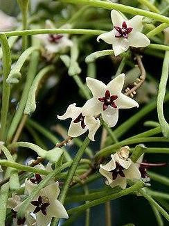 Hoya Retusa flower