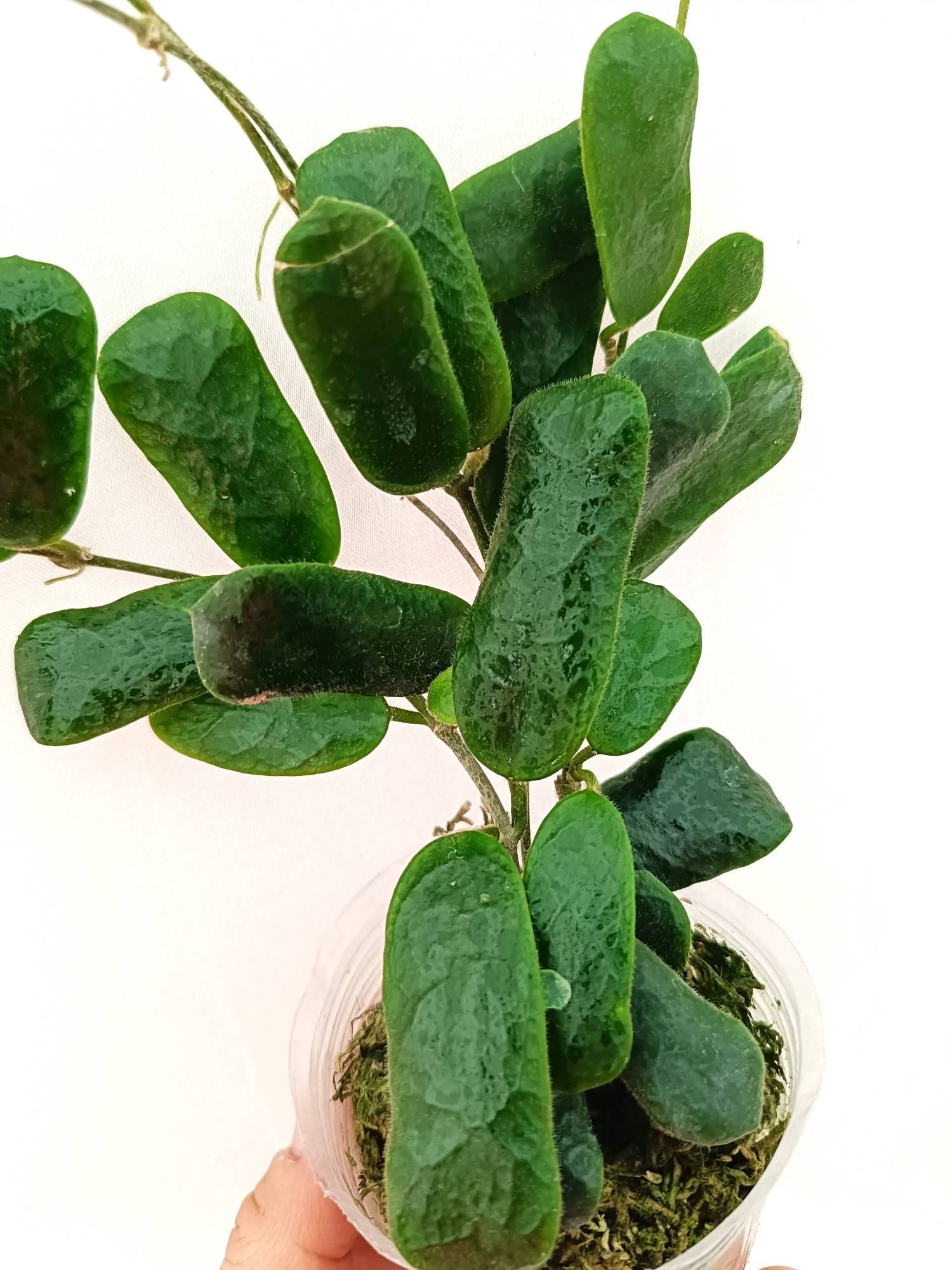 Hoya Rotundiflora
