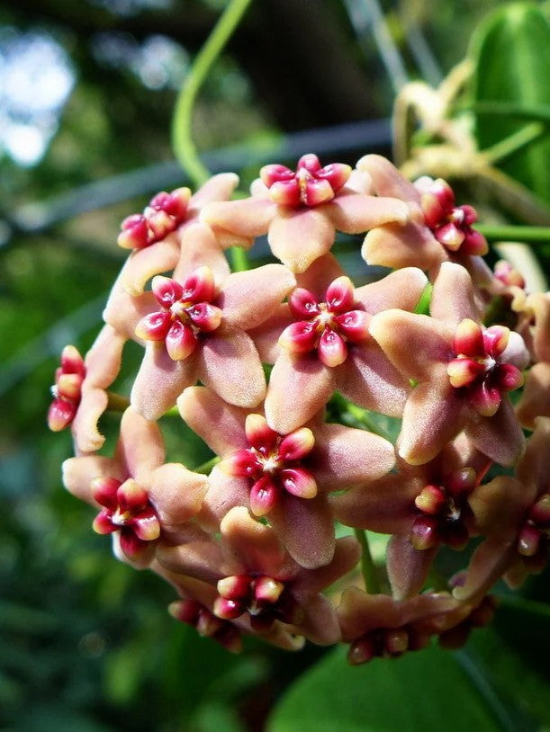 Hoya Rubida flower