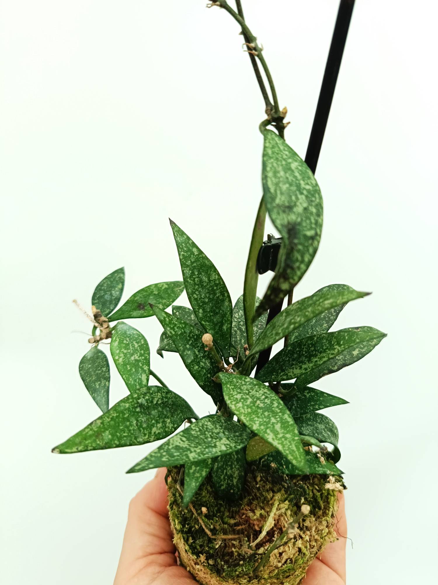 Hoya parviflora splash