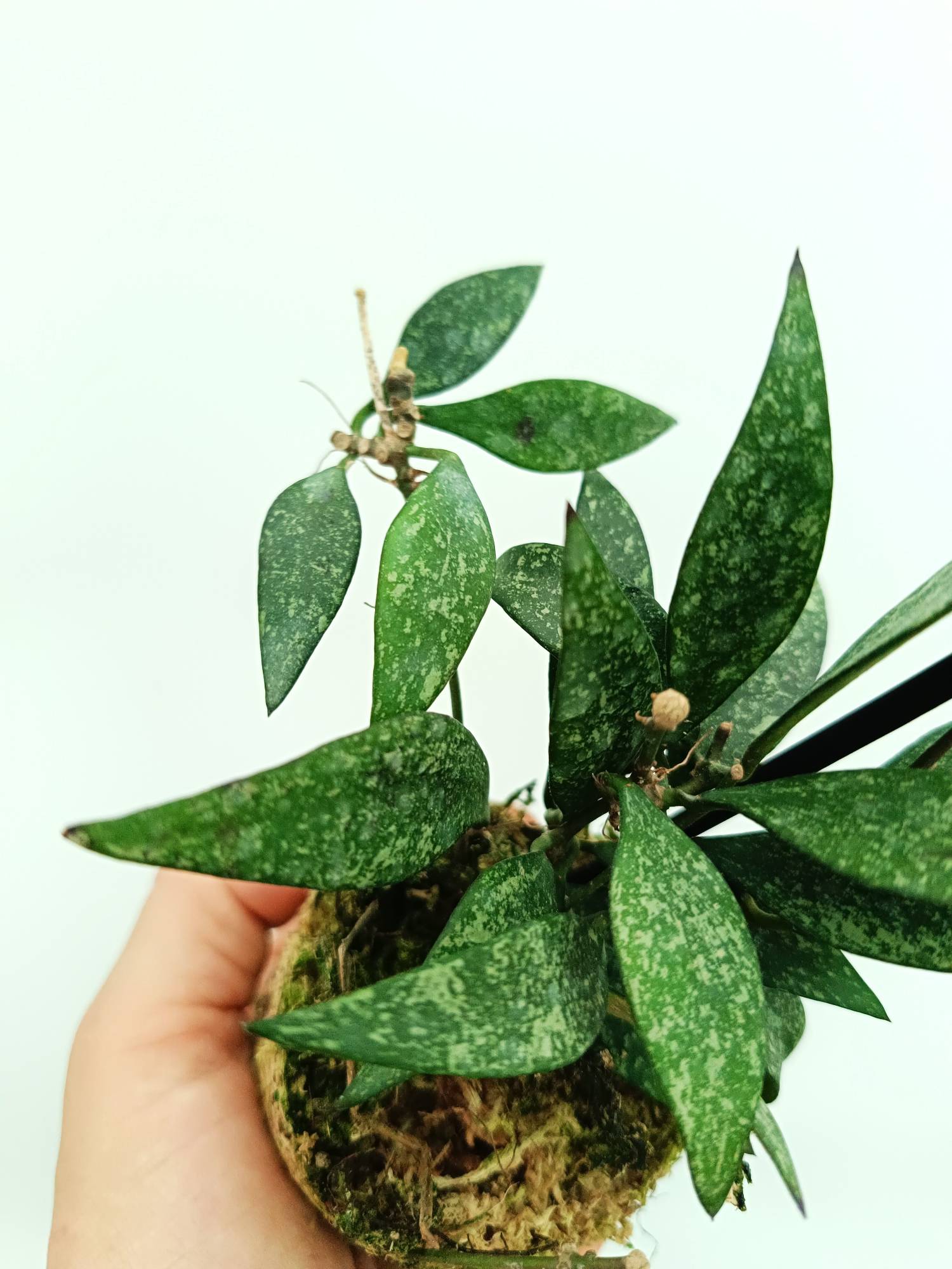 Hoya parviflora splash