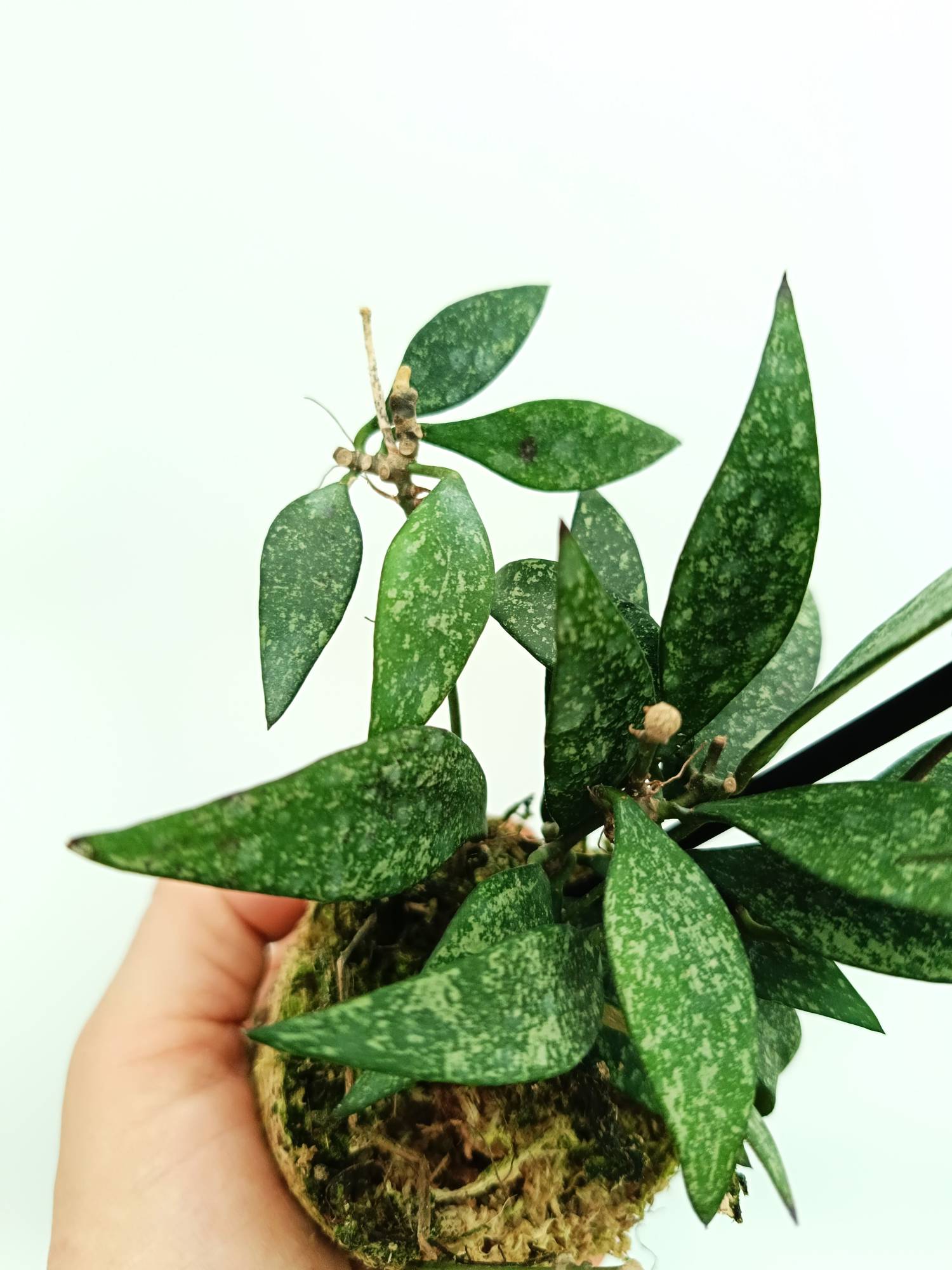 Hoya parviflora splash