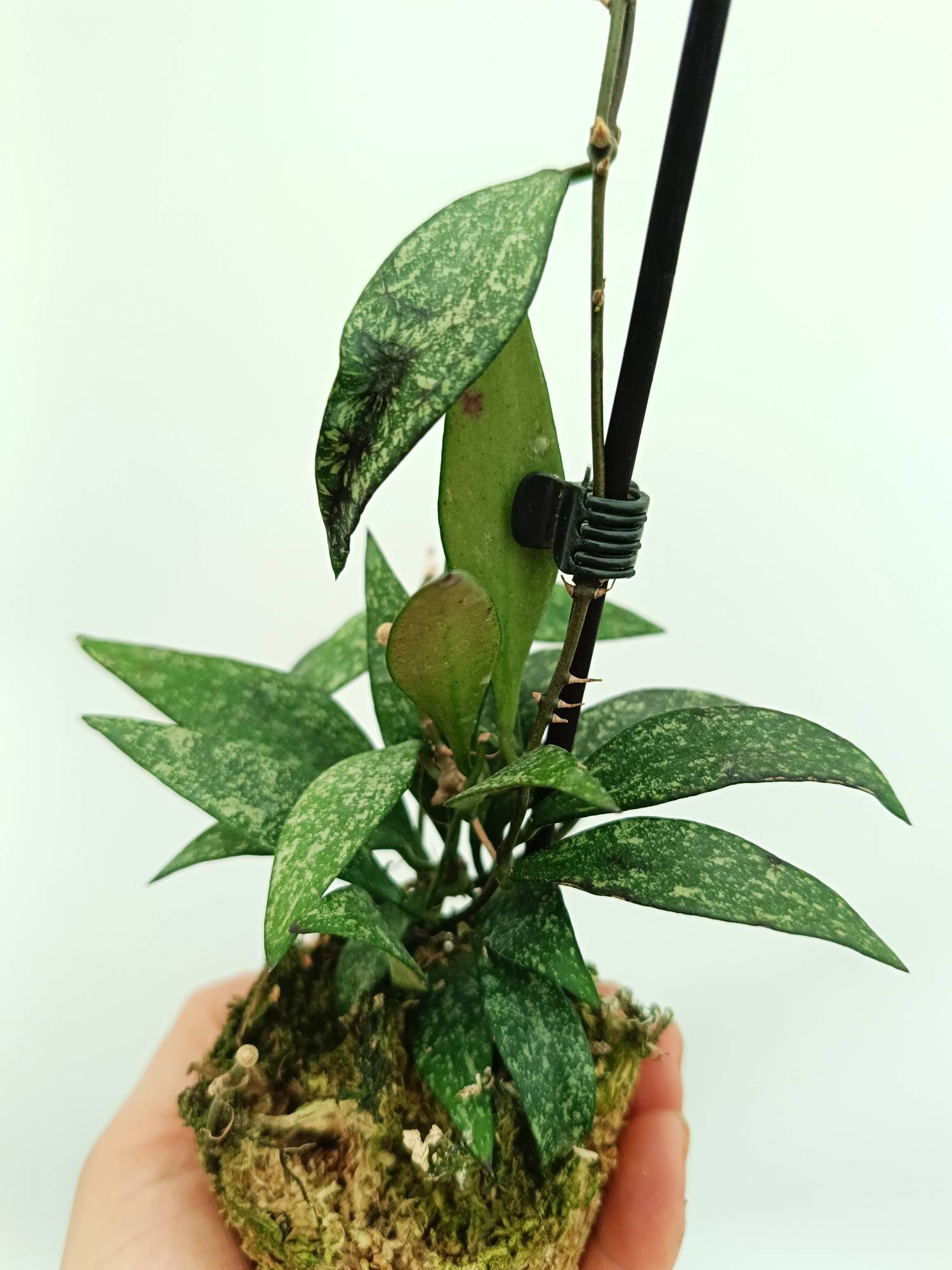 Hoya parviflora splash