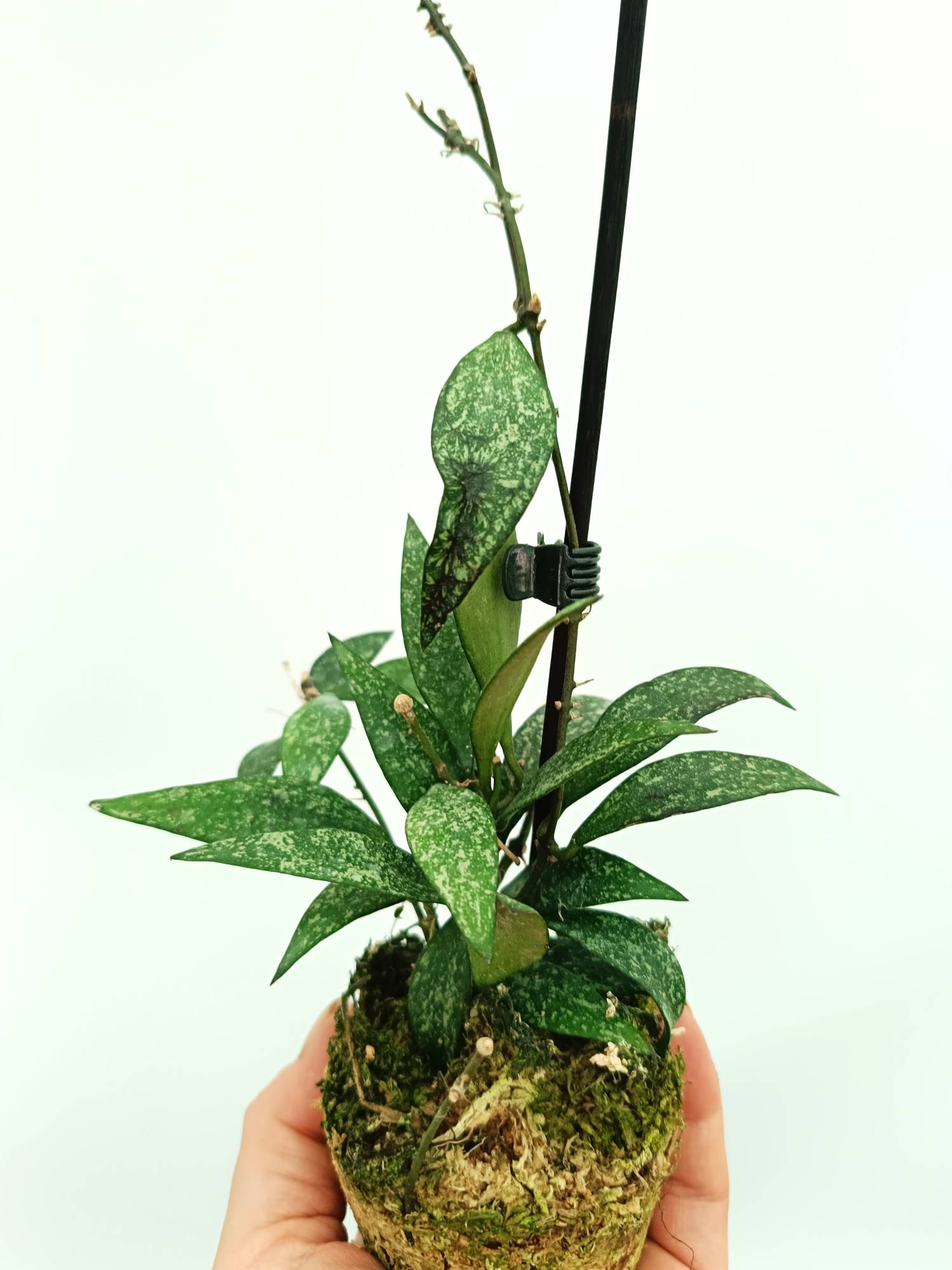 Hoya parviflora splash