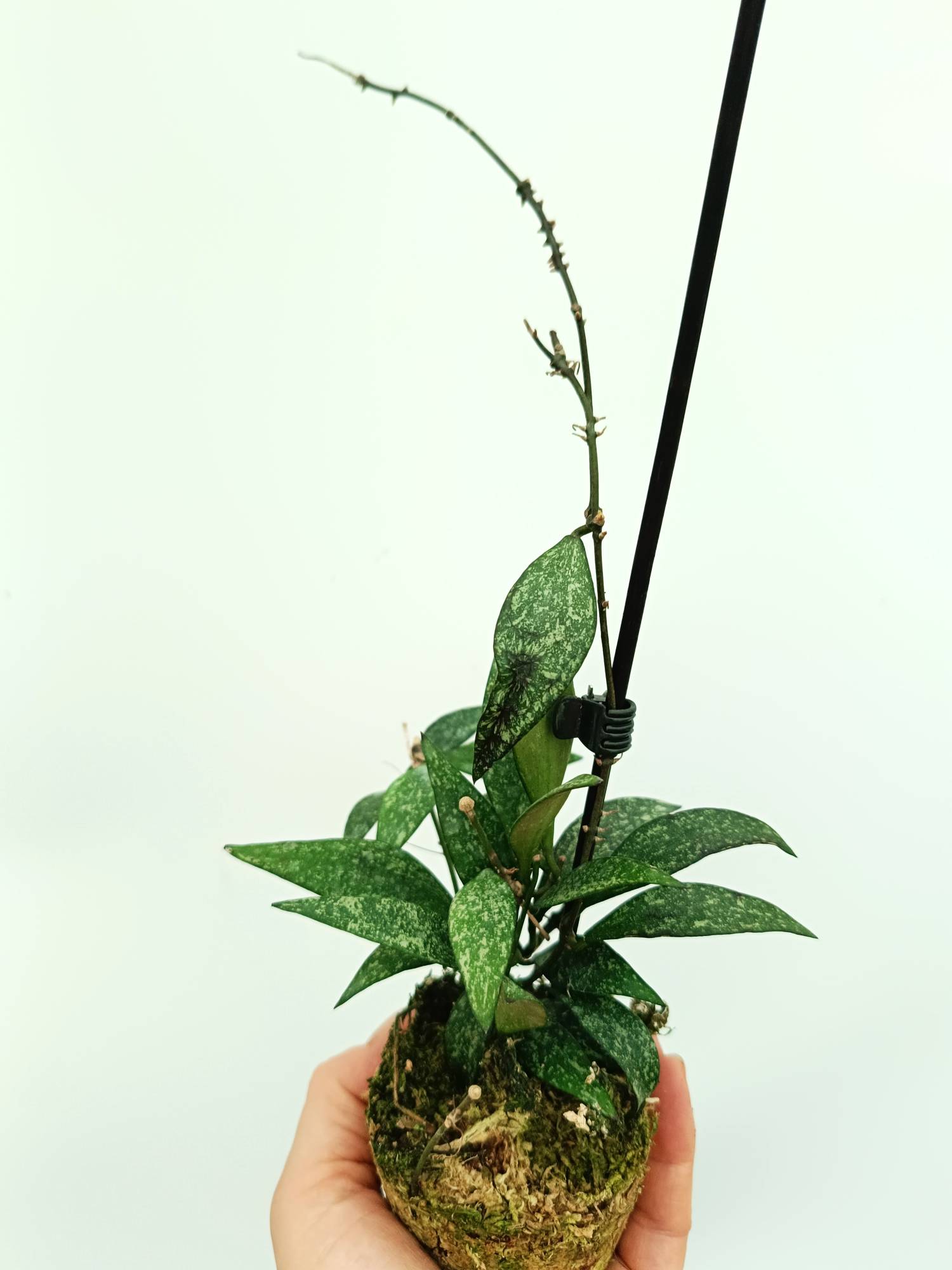 Hoya parviflora splash